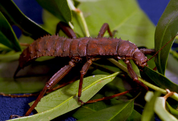 Calcarata.jpg